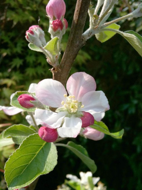 pink lady apple blossom